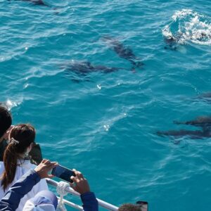 Dolphin Watching & Coral Reef Snorkeling Tour with Lunch- White Shark Travel (1)