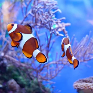 Dolphin Watching & Coral Reef Snorkeling Tour with Lunch- White Shark Travel (1)