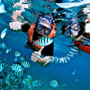 Dolphin Watching & Coral Reef Snorkeling Tour with Lunch- White Shark Travel (5)