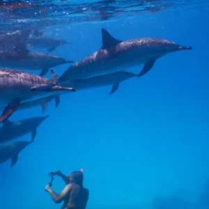 Dolphin Watching & Coral Reef Snorkeling Tour with Lunch- White Shark Travel (7)