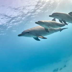 Dolphin Watching & Coral Reef Snorkeling Tour with Lunch- White Shark Travel (8)