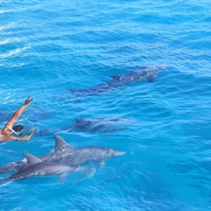 Dolphin Watching & Coral Reef Snorkeling Tour with Lunch- White Shark Travel (9)