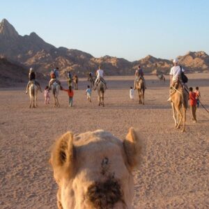 Hurghada Jeep Desert Safari and Stargazing- White Shark Travel (11)