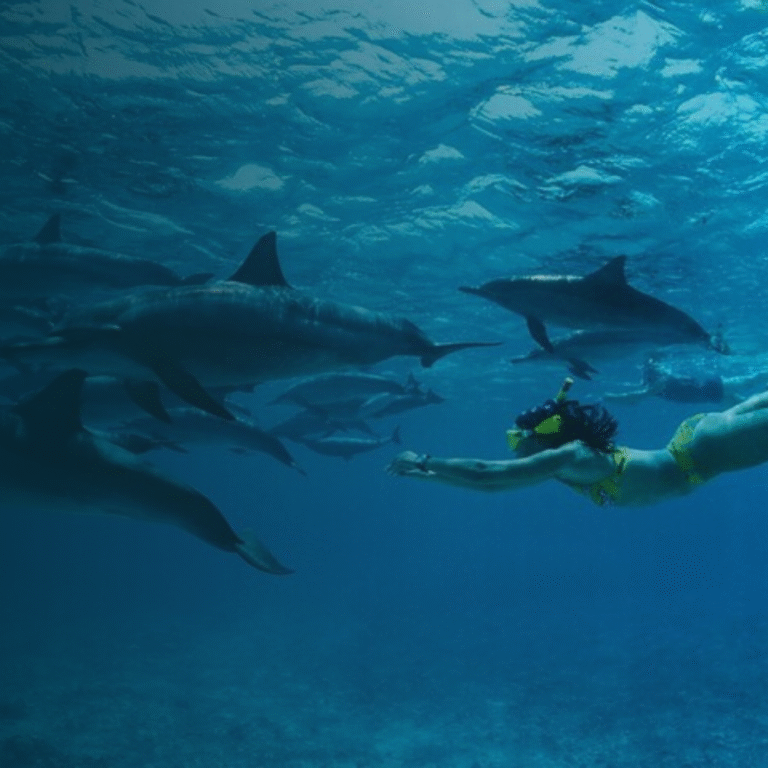 Dolphin House red sea