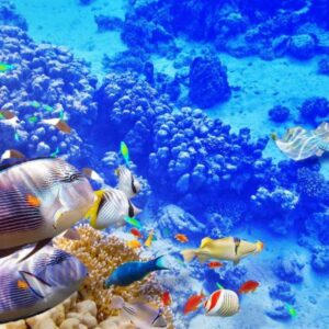 Dolphin Watching & Coral Reef Snorkeling Tour with Lunch- White Shark Travel (3)