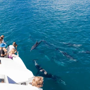 Dolphin Watching & Coral Reef Snorkeling Tour with Lunch- White Shark Travel (3)