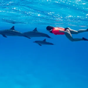 Dolphin Watching & Coral Reef Snorkeling Tour with Lunch- White Shark Travel (4)