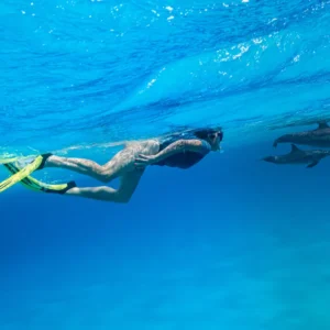 Dolphin Watching & Coral Reef Snorkeling Tour with Lunch- White Shark Travel (6)