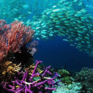 Empire Seascope Hurghada Semi-Submarine & Snorkeling Tour (7)