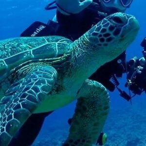 diving 3